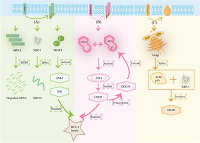 Endoplasmic reticulum stress response pathway-mediated cell death in ovarian cancer